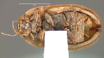 Media type: image;   Entomology 101 Aspect: habitus ventral view